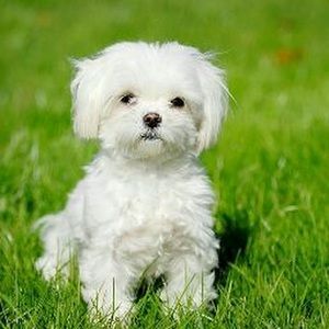 Meet your Posher, Touma